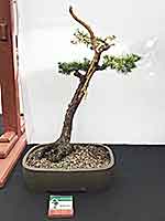 Japanesse Larch